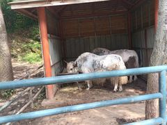 -大连森林动物园