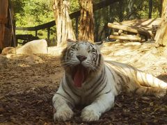 -北京野生动物园