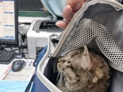 -瑞派·关忠动物医院·猫专科·犬专科(三环新城店)