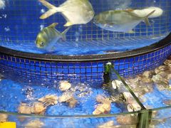 水产区-北海渔村酒楼·粤菜海鲜点心(新华店)