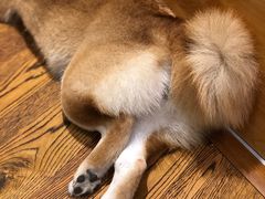 -柴务处·柴犬主题狗咖