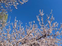 -桃花堤公园