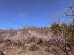 -白水寺森林公园