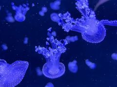 -合肥海洋世界