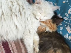 -Sirena海妖日咖夜酒