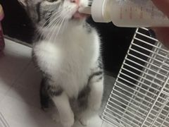 喜当妈的格格-Bastet sally猫舍购宠(静安店)