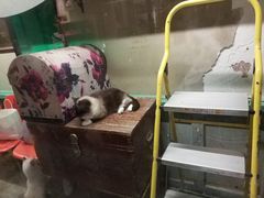 -猫咪博物馆(顶澳仔猫街店)