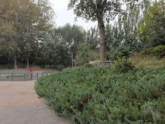 -大兴滨河森林公园