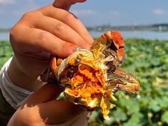 -七的湖·晚芳亭·阳澄湖农家菜·大闸蟹(莲花岛店)