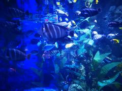 -烟台海昌鲸鲨海洋公园