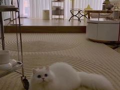 -Bastet sally猫舍购宠(静安店)