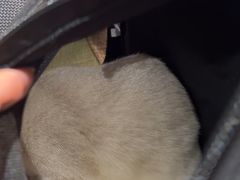 -御宝贝·A梦猫科宠物医院(国际猫友好医院)