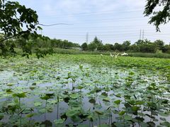 -上海长兴岛郊野公园