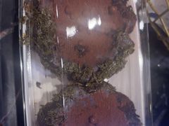 -巴黎贝甜(乌鲁木齐北京路汇嘉店)