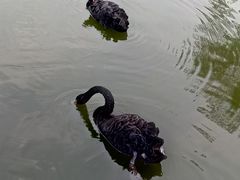 黑天鹅-石家庄市动物园