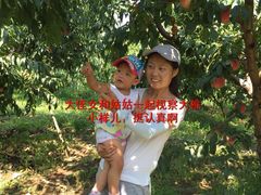 视察桃况-小慧大桃观光采摘园