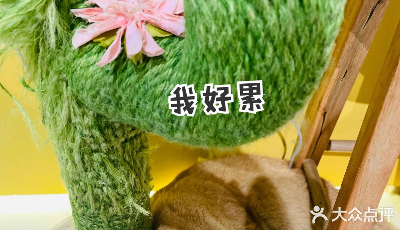 探店丨猫先生之家·猫舍