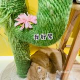 探店丨猫先生之家·猫舍