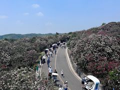 -贵州百里杜鹃风景名胜区