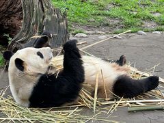 -都江堰中华大熊猫苑