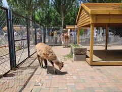 -长白岛森林公园