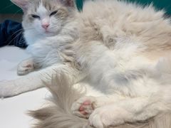 -飞行喵MR PILOT|猫舍·猫咖(静安大融城店)