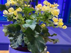 -胖老汉新疆特色椒麻鸡(南门店)