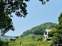 -阿巧茶庄