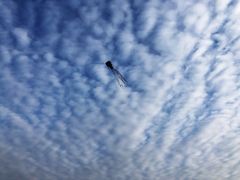 -春花秋色城市公园