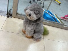 -宠福鑫康馨动物医院·骨科·眼科