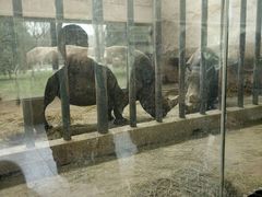 -石家庄市动物园