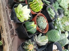 -万商花鸟市场