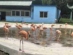 -秦皇岛野生动物园