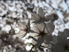 -武汉大学-樱园