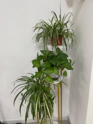 -凡碧诗毛孔收细