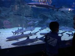 -烟台海昌鲸鲨海洋公园