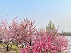 -大兴滨河森林公园