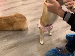 -浣熊柯尔鸭土拨鼠·电玩咖