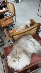 -柚子•猫美睫美甲