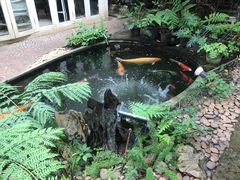 -Fern Forest Cafe