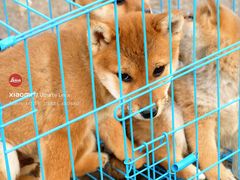 -中环花鸟鱼虫市场