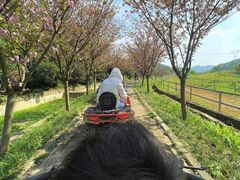 -铁山坪森林公园