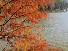 -三水森林公园