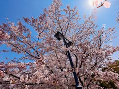 -顾村公园