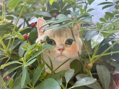-米苏动物医院·犬猫专科·骨科外科内窥镜
