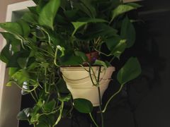 -世外桃源水疗会(皇庭彩园店)