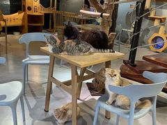 -豆逗聊愈猫阁Easy Life