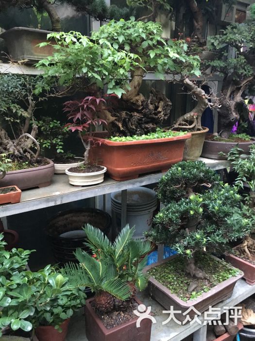 三林花鸟市场图片 - 第5张