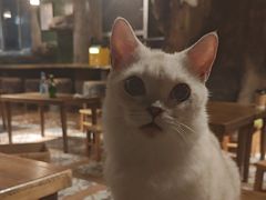 -猫猫幼稚园·撸猫·桌游·电玩