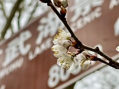-鸡鸣寺